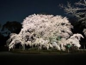 「春夜の六義園 夜間特別観賞」を今年も開催！しだれ桜の開花状況に合わせ期間限定で実施します