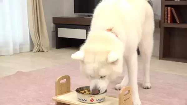 「ペットフードはドギーマン♪から　わんちゃん専用グラノーラが2月20日に発売！」の画像