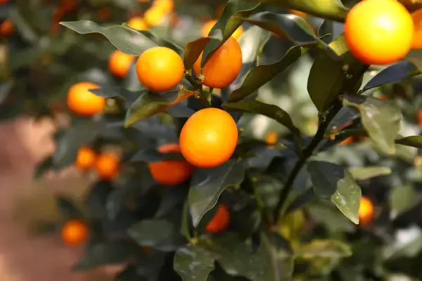 「【ラ・メゾン】3月1日より、オンライン予約限定タルトを販売」の画像