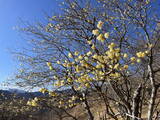 「関東屈指のロウバイの名所「長瀞宝登山臘梅園(ながとろほどさんろうばいえん)」まもなく見頃！新スポット＆グルメで心ゆくまで花さんぽ」の画像3