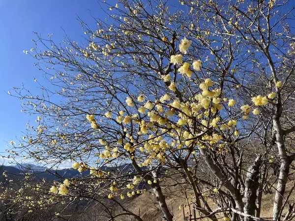 「関東屈指のロウバイの名所「長瀞宝登山臘梅園(ながとろほどさんろうばいえん)」まもなく見頃！新スポット＆グルメで心ゆくまで花さんぽ」の画像
