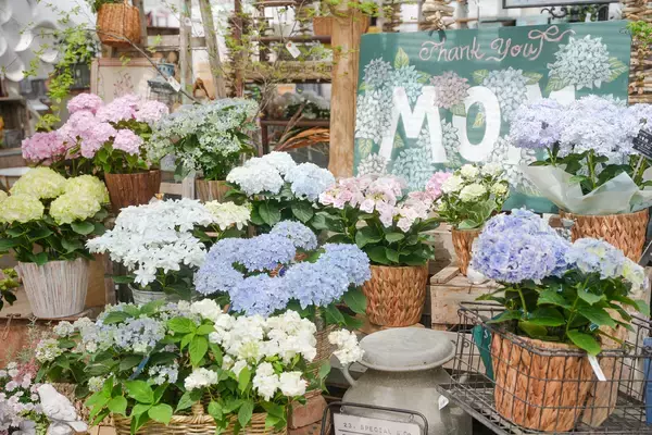 母の日ギフトに変化、“長く楽しめる植物”人気のあじさい約60種のフェア開催(大阪)