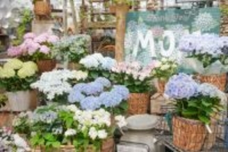 母の日ギフトに変化、“長く楽しめる植物”人気のあじさい約60種のフェア開催(大阪)