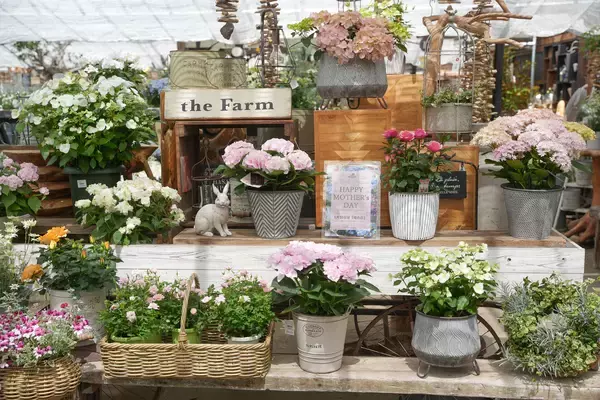 「母の日ギフトに変化、“長く楽しめる植物”人気のあじさい約60種のフェア開催(大阪)」の画像