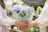 「母の日ギフトに変化、“長く楽しめる植物”人気のあじさい約60種のフェア開催(大阪)」の画像3