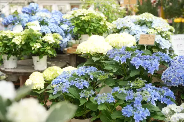 「母の日ギフトに変化、“長く楽しめる植物”人気のあじさい約60種のフェア開催(大阪)」の画像