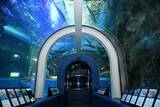 「10年ぶりに復活、魚津水族館「うおすいファン感謝祭」が7月25日開幕。飼育用品が手に入る企画など、特別なイベントが盛りだくさん」の画像2