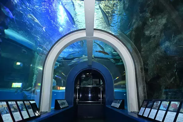 「10年ぶりに復活、魚津水族館「うおすいファン感謝祭」が7月25日開幕。飼育用品が手に入る企画など、特別なイベントが盛りだくさん」の画像