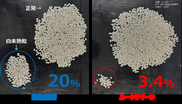 異常気象時代の収量課題に新提案農業用微生物資材「ルートクイーン®」の実証データを公開