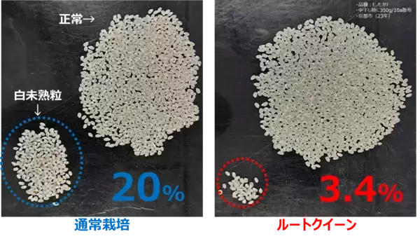 異常気象時代の収量課題に新提案農業用微生物資材「ルートクイーン®」の実証データを公開
