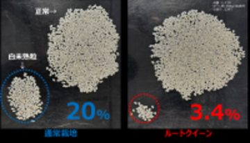 異常気象時代の収量課題に新提案農業用微生物資材「ルートクイーン®」の実証データを公開
