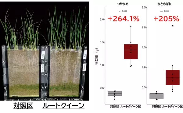 「異常気象時代の収量課題に新提案農業用微生物資材「ルートクイーン®」の実証データを公開」の画像