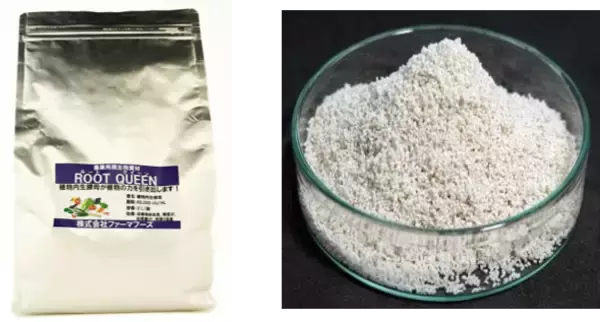 「異常気象時代の収量課題に新提案農業用微生物資材「ルートクイーン®」の実証データを公開」の画像