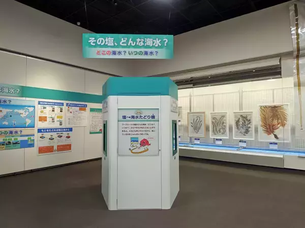 「料理に使われた“海のめぐみ”が海の中ではどんな姿をしているのか、調べてみよう！第47回夏休み塩の学習室「さぐってみよう！海のめぐみ2026」たばこと塩の博物館(東京・墨田区)で2026年7月18日(土)～8月23日(日)開催！」の画像