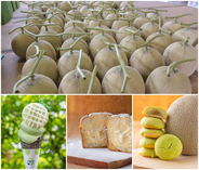 ＜茨城＞日本一のメロン産地から、今年最初のひと玉を　道の駅常総にメロンの季節がやってきた！4/11よりメロンの販売を開始