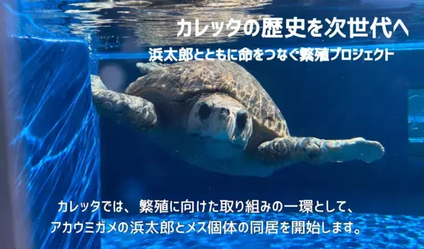 【徳島県美波町】日和佐うみがめ博物館カレッタ二大プロジェクト『浜太郎繁殖プロジェクト』『混獲うみがめ保護活動』始まります※令和8年2月から始動