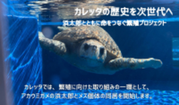 【徳島県美波町】日和佐うみがめ博物館カレッタ二大プロジェクト『浜太郎繁殖プロジェクト』『混獲うみがめ保護活動』始まります※令和8年2月から始動