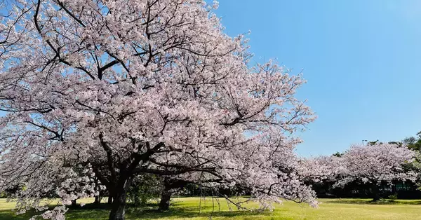 子どもたちが植える、未来への桜。20年後の自分へ届けるタイムカプセルも。2026年3月28日（土）、「大阪北港マリーナ さくら植樹体験イベント」を開催！
