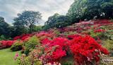 「春の六義園～大名庭園でつつじを楽しむ～」の画像1