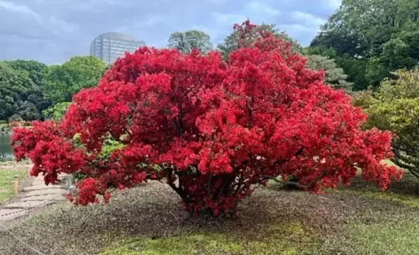 「春の六義園～大名庭園でつつじを楽しむ～」の画像