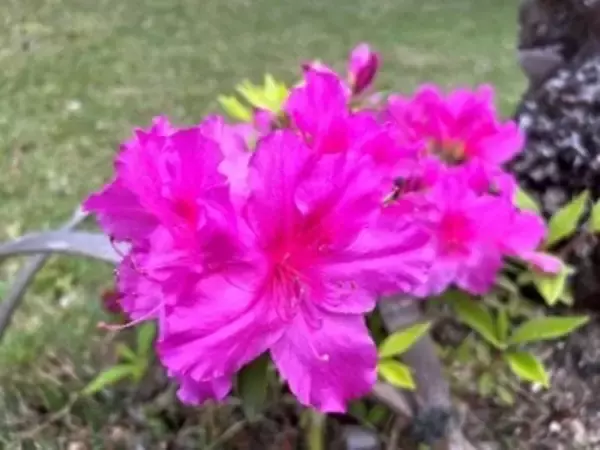 「春の六義園～大名庭園でつつじを楽しむ～」の画像