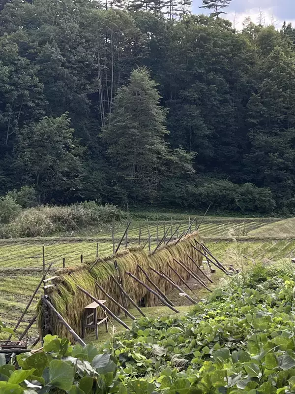 「【限定900本】秋田の里山の四季と風土を瓶に封じ込める浅舞酒造株式会社と小林茂和氏(うご八かやぶ喜)が取り組んだオーガニック日本酒「一燈」発売のお知らせ」の画像