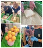 「＜千葉県南房総市＞道の駅ローズマリー公園はなまる市場『おいしい！たのしい！ゴールデンはなまるウィーク！』2026年4月29日(水)～2026年5月6日(水)の8日間開催！」の画像2