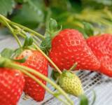 「10年かけて誕生したいちご「チーバベリー」をつかった甘酸っぱい苺が紡ぐ千葉の新商品！― 「チーバベリーショコラタルト」2026年3月6日新発売 ―」の画像4