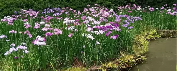 「【清澄庭園】花菖蒲と遊ぶ ５月23日（土）～６月14日（日）開催！」の画像