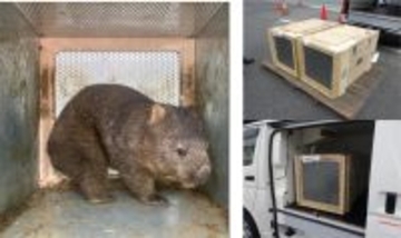 オーストラリアから大阪府池田市立五月山動物園へウォンバット2頭の輸送をサポートしました。
