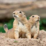 「開園100周年、長野県最古の動物園がリニューアルオープン　―まちなか動物園”が未来へ再始動 ― 小諸市動物園2026年4月26日開園」の画像3