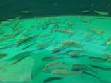 「【岡山理科大学】シロザケの世界初の完全養殖目指し、好適環境水で陸上養殖スタート」の画像1