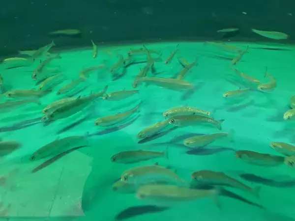 シロザケの世界初の完全養殖目指し、好適環境水で陸上養殖スタート