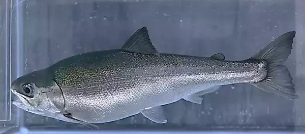 「【岡山理科大学】シロザケの世界初の完全養殖目指し、好適環境水で陸上養殖スタート」の画像