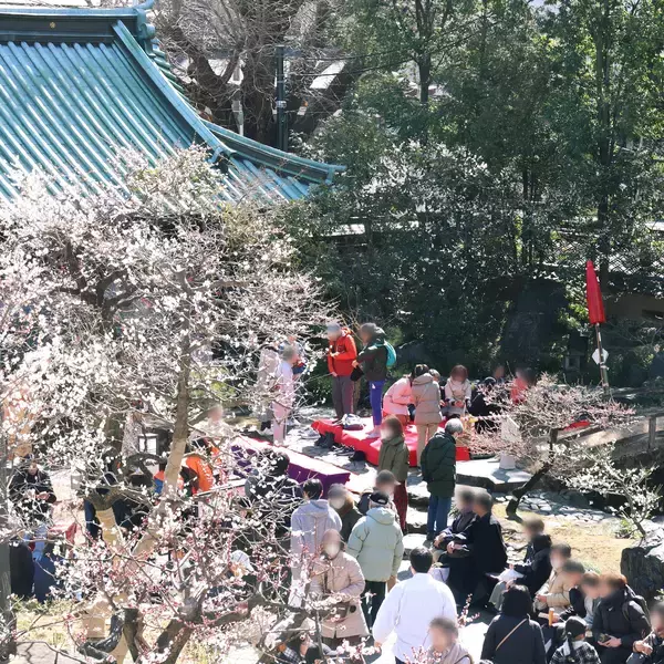 「梅まつり限定のお菓子や珍しい紅茶野点も！湯島天神梅まつり ゆしま花月特設ブース」の画像