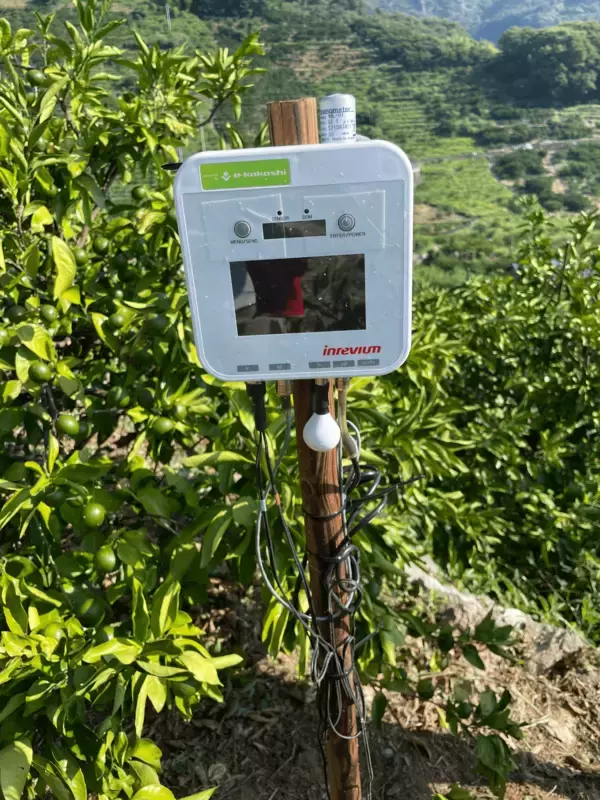 愛媛県のかんきつ栽培で収量1.3倍を達成～e-kakashi Naviをリニューアルしプロジェクトの成果である農業用LLMと土壌水分AI予測機能を提供開始～