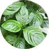 「ロングセラー美白※1化粧水が10年ぶりにパワーアップ! 伝統植物「藍」から抽出した「藍ルーロス®※5」配合の美白※1化粧水」の画像4