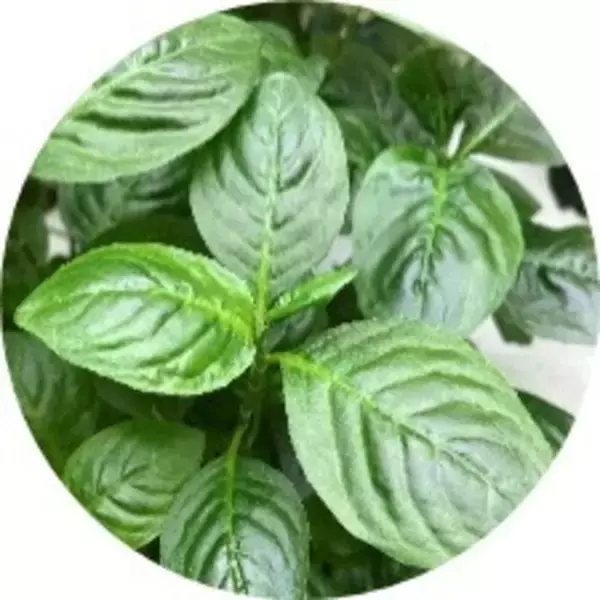 「ロングセラー美白※1化粧水が10年ぶりにパワーアップ! 伝統植物「藍」から抽出した「藍ルーロス®※5」配合の美白※1化粧水」の画像