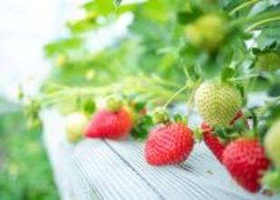 福岡県「朝倉マルシェ 果樹蔵」にて“昭和レトロ”をテーマにしたいちご狩り体験を2026年1月9日より開催