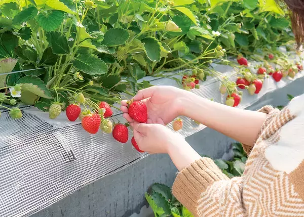 「福岡県「朝倉マルシェ 果樹蔵」にて“昭和レトロ”をテーマにしたいちご狩り体験を2026年1月9日より開催」の画像