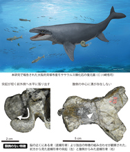 【岡山理科大学】モササウルス類の前上顎骨を国内で初めて確認　他に類例ない特徴も