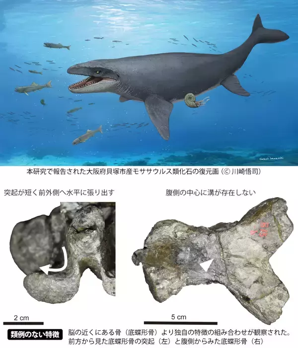 【岡山理科大学】モササウルス類の前上顎骨を国内で初めて確認　他に類例ない特徴も