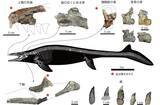 「【岡山理科大学】モササウルス類の前上顎骨を国内で初めて確認　他に類例ない特徴も」の画像2