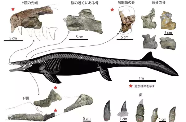 「【岡山理科大学】モササウルス類の前上顎骨を国内で初めて確認　他に類例ない特徴も」の画像