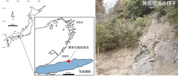 「【岡山理科大学】モササウルス類の前上顎骨を国内で初めて確認　他に類例ない特徴も」の画像