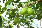 「長崎県産の「グリーンレモン」をＪＡタウンのショップ「もぐもぐながさき」で販売開始！夏から秋だけ味わえる爽やかな香りと酸味が特長」の画像2