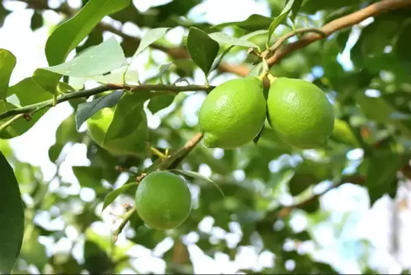 「長崎県産の「グリーンレモン」をＪＡタウンのショップ「もぐもぐながさき」で販売開始！夏から秋だけ味わえる爽やかな香りと酸味が特長」の画像