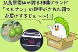 「長崎県産の「グリーンレモン」をＪＡタウンのショップ「もぐもぐながさき」で販売開始！夏から秋だけ味わえる爽やかな香りと酸味が特長」の画像3