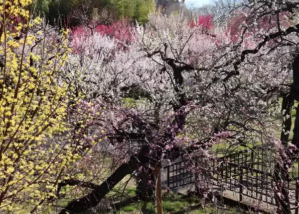 「神代植物公園「春の催し～東風吹(こちふ)かば 春を愉しむ～」開催」の画像