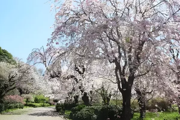 「神代植物公園「春の催し～東風吹(こちふ)かば 春を愉しむ～」開催」の画像